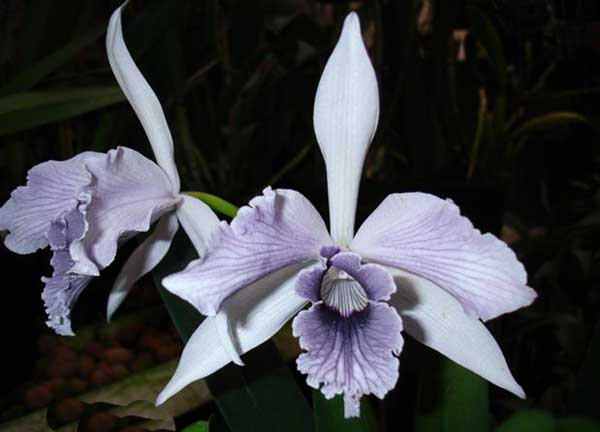 Цветение орхидеи Laelia pulcherrima coerulea.jpg