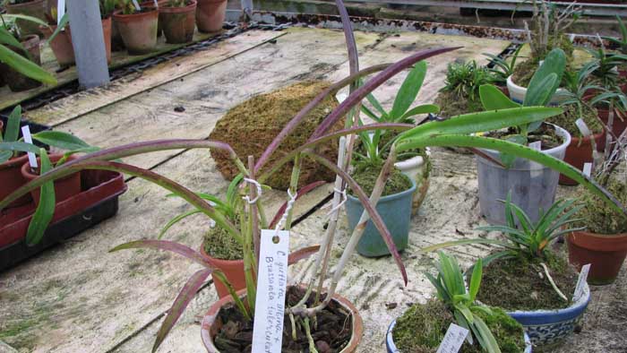 Фото орхидеи Cattleya guttata albina x Brassavola tuberculata