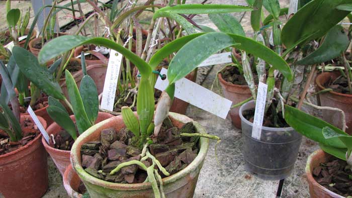 Фото орхидеи Cattleya warneri alba 'Da. Mercedes' x Laelia tenebrosa albina (DAR)