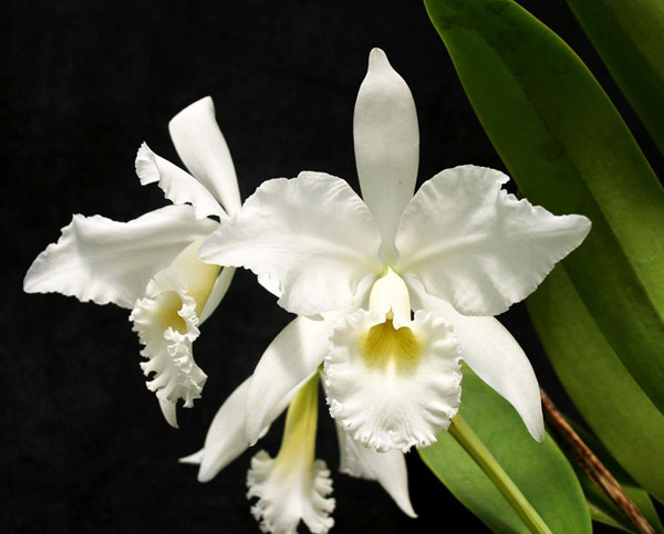 Орхидея Cattleya warneri alba.jpg