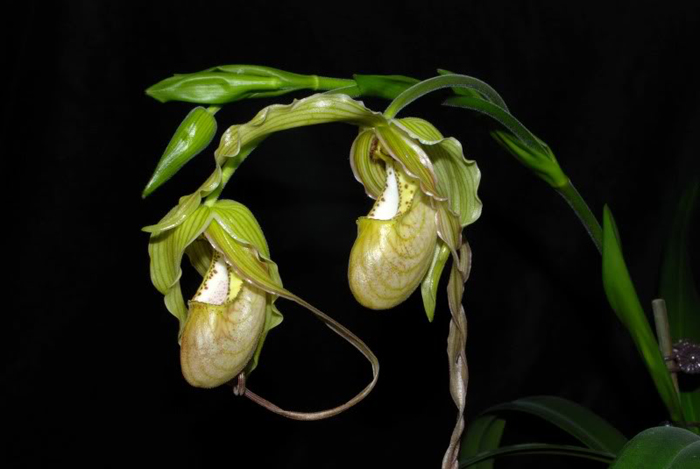 Цветение орхидеи Phragmipedium pearcei x wallisii.jpg