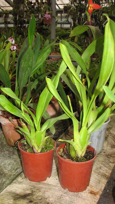 Фото орхидеи Beallara Eurostar