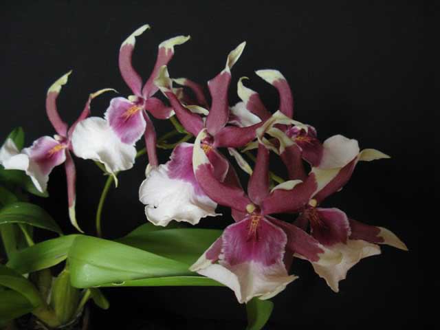 Цветение орхидеи Beallara Eurostar.jpg