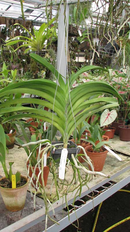 Фото орхидеи Vanda Pimporn x Vanda Srakaew