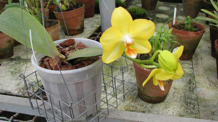 Цветущая орхидея Phalaenopsis I-Hsin Sunflower 'Yellow'.jpg