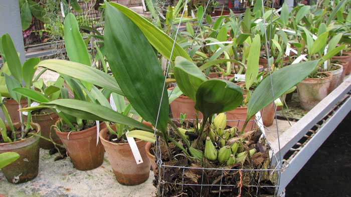 Фото орхидеи Sievekingia marsupialis