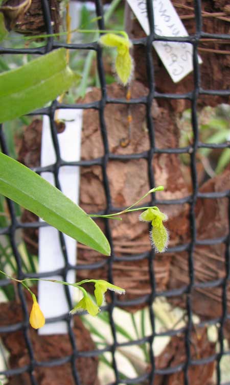 Цветение орхидеи Pleurothallis flexuosa.jpg