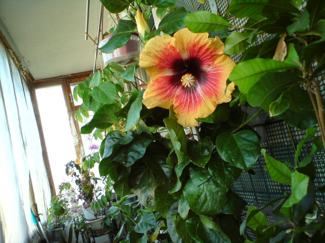 DSC04428.JPG