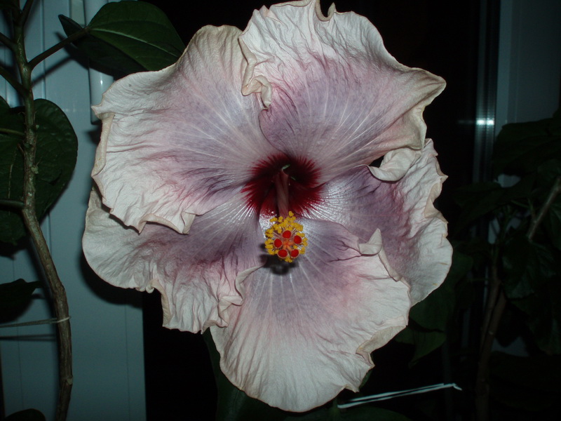 PA251807.jpg