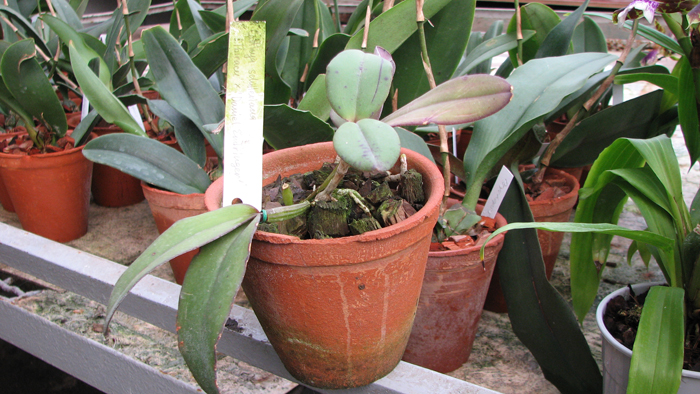 Фото орхидеи Cattleya schilleriana 'Ibiraçú' x Cattleya schilleriana 'Daniel Endringer'