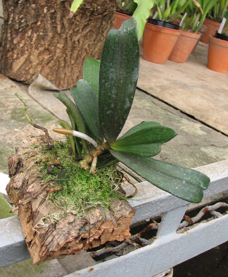 Фото орхидеи Aerangis biloba