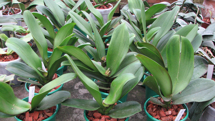 Фото орхидеи Doritaenopsis Taiwan Red Cat 'Red Cat'.jpg