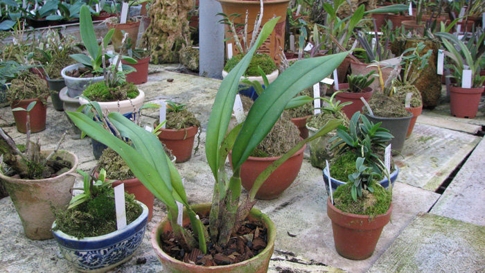 Орхидея Trichopillia Senne Star (tortilis 'large' x turialbae 'alpha').jpg