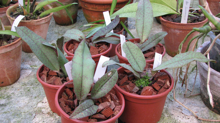 Орхидея Psychopsis Butterfly (sanderae x papilio).jpg