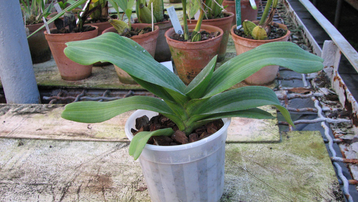 Орхидея Rhynchostylis gigantea 'Orange Star'.jpg