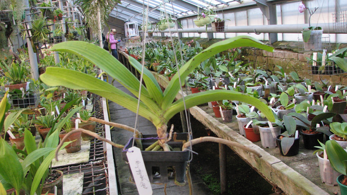 Орхидея Rhynchostylis gigantea spot.jpg