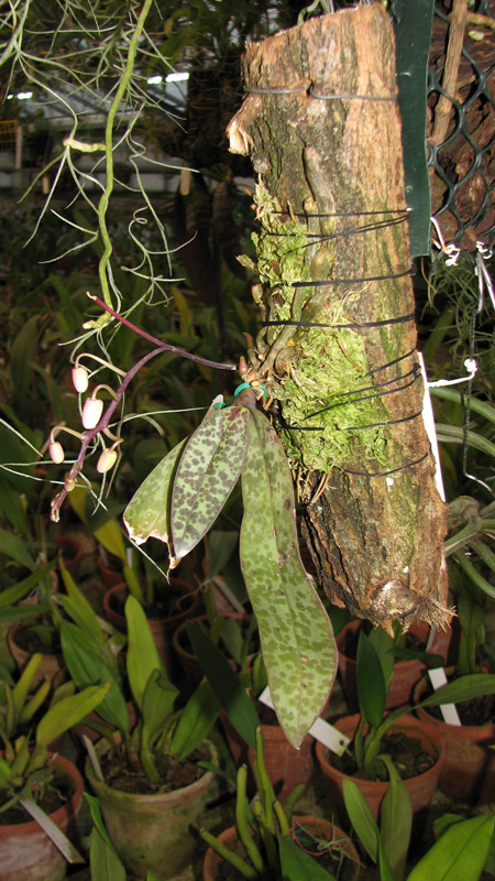 Фото орхидеи Phalaenopsis lindenii с бутонами