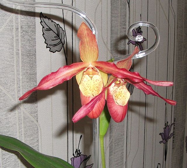 DSCF1045.JPG