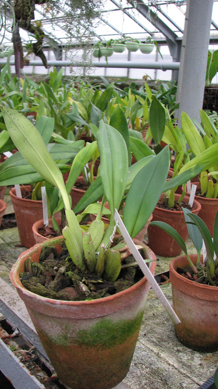 Фото орхидеи Trichopilia tortillis