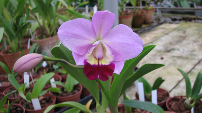 Фото орхидеи Laeliocattleya (Orglade's Glow-Love Knot) 'Hsinying'