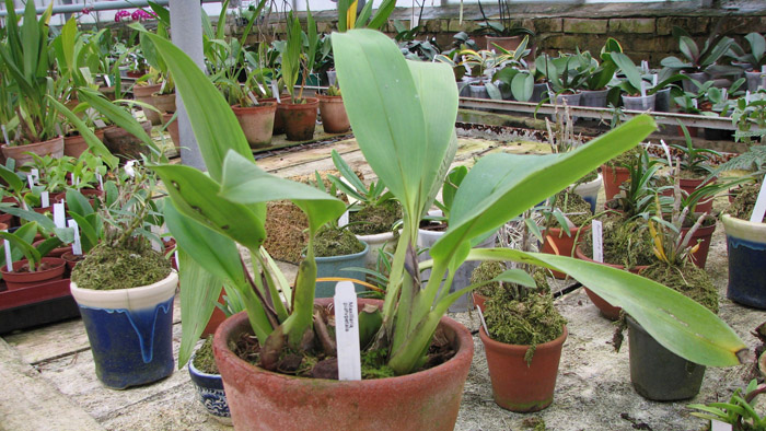 Фото орхидеи Maxillaria platypetala