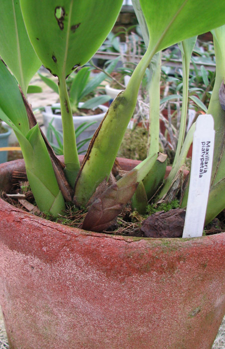 Бутон орхидеи Maxillaria platypetala.jpg