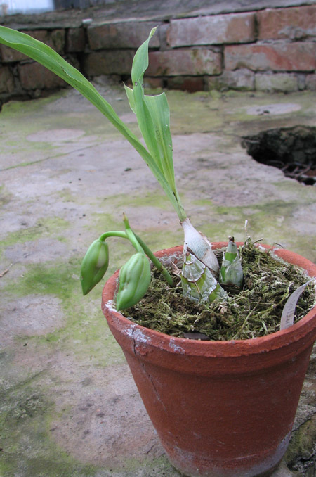 Фото орхидеи Catasetum spitzii (tipo x albo)