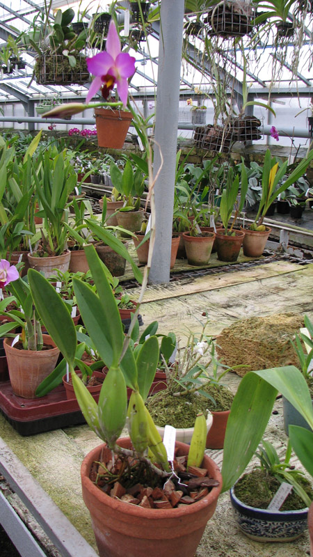 Фото орхидеи Laelia anceps Dawsonii f. chiapensis