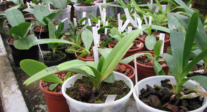 Фото орхидеи Aerides rosea