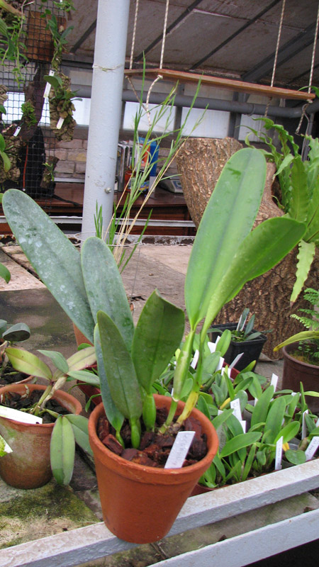 Орхидея Laeliocattleya C G Roebling 'Blue Indigo'.jpg