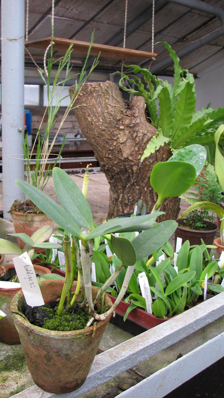 Фото орхидеи Cattleya loddigesii
