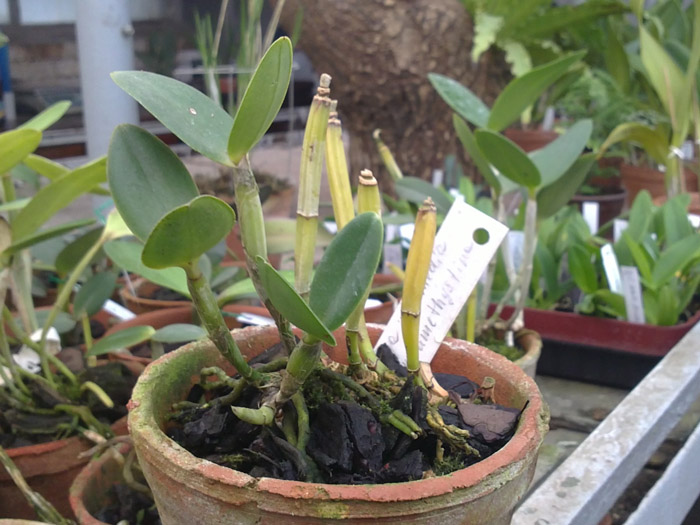 Cattleya intermedia amethystina.jpg