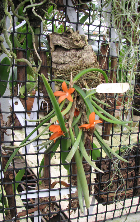 Фото цветущей орхидеи Ceratostylis rubra