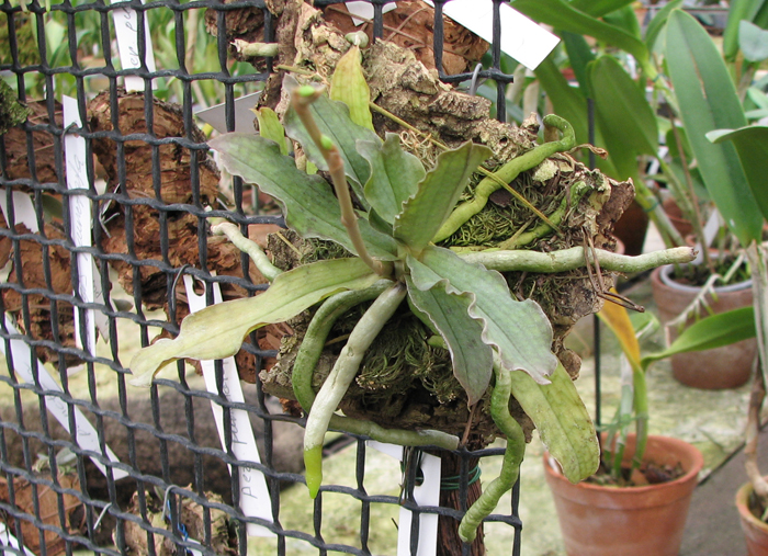 Фото орхидеи Aerangis somalensis с бутонами