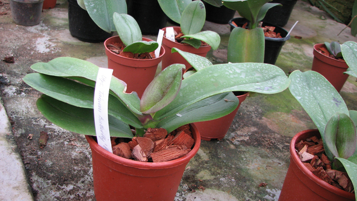 Фото орхидеи Doritaenopsis Taiwan Butterfly 'ORCHIS' сцветоносом