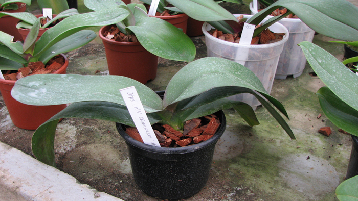 Фото орхидеи Doritaenopsis KB Charmer '#1' с цветоносом