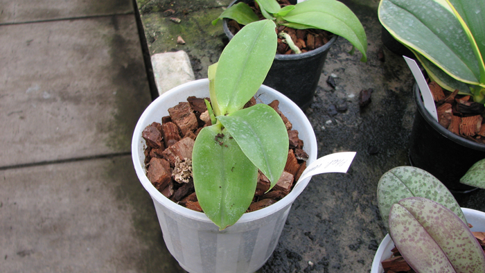 Фото орхидеи Phalaenopsis venosa x sib с цветоносом