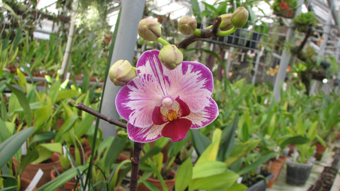 Фото цветущей орхидеи Doritaenopsis Little Gem Stripes 'Cat King'