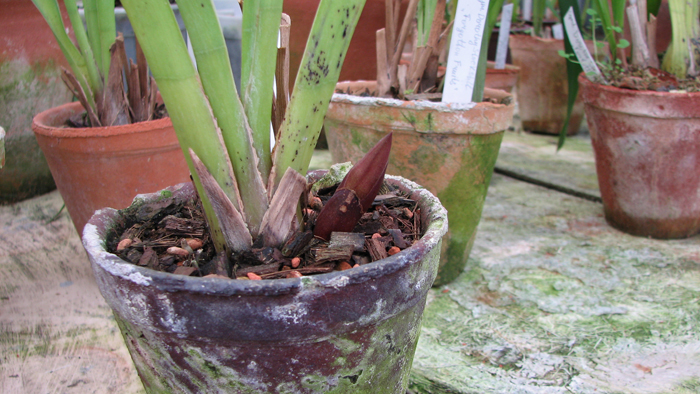 Цветонос орхидеи Cymbidium Dorothy Stockstill 'Forgotten Fruits'.jpg
