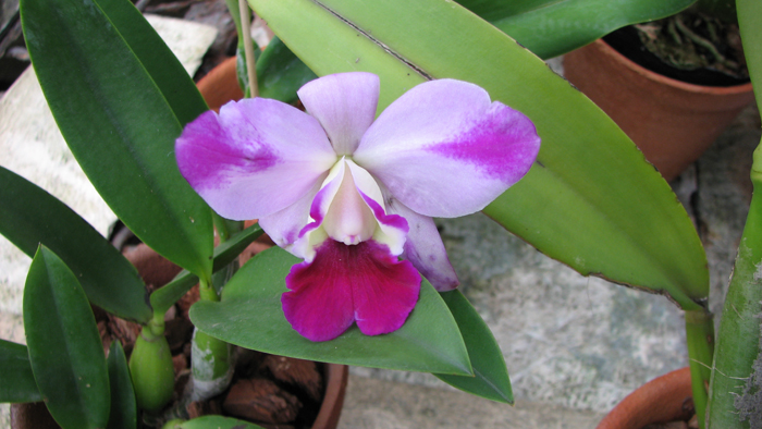 Фото цветущей орхидеи Laeliocattleya Mona Pink 'Hiromi'
