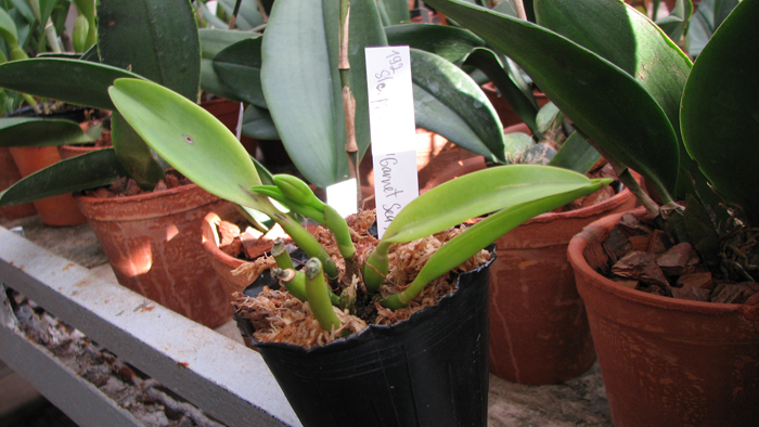 Фото орхидеи Sophrolaeliocattleya Pink Doll 'Garnet Sea' с бутоном