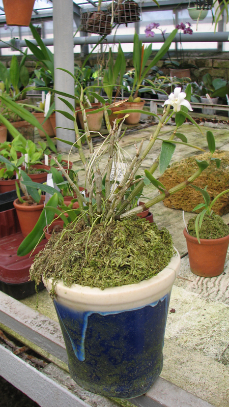 Фото орхидеи Dendrobium moniliforme Himenomai