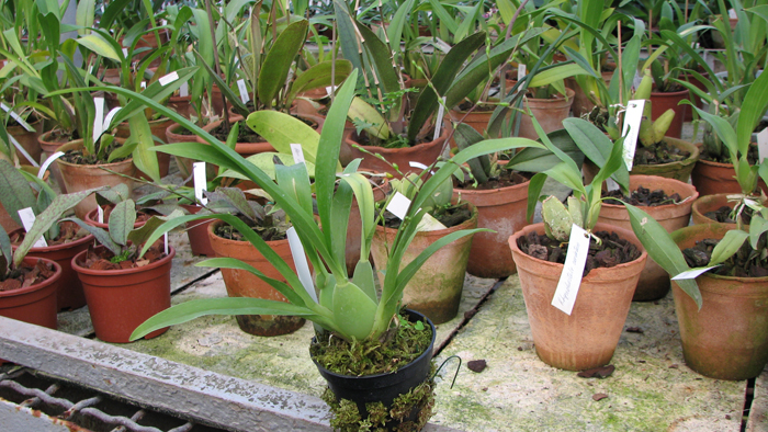 Фото орхидеи Oncidium Twinkle 'CT Delight' с цветоносами