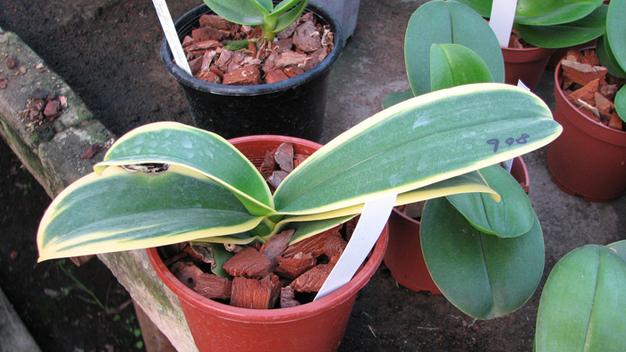 Фото орхидеи Doritaenopsis Sogo Yenlin 'Variegated Leaves'
