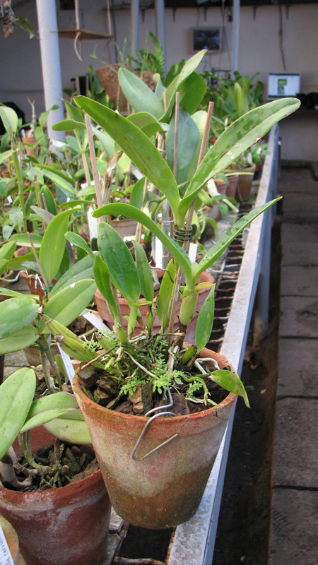 Фото орхидеи Cattleya skinneri coerulescens