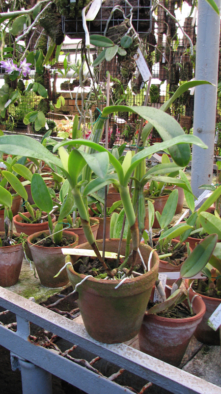 Фото орхидеи Cattleya skinneri