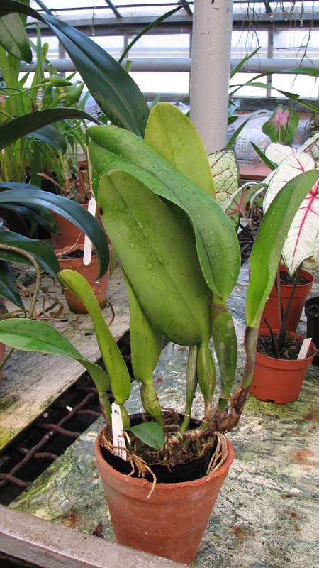 Фото орхидеи Brassolaeliocattleya Sanyung Ruby 'Kuang Lung' (Waianae Coast x Chia Lin)