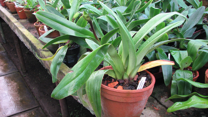 Фото орхидеи Paphiopedilum Casablanca x Mingo