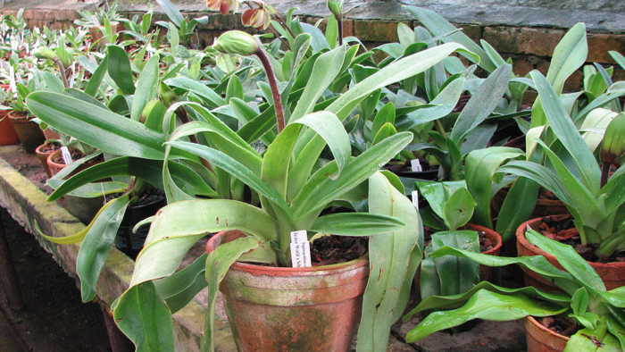 Фото орхидеи Paphiopedilum JuniorWorld x Schining World