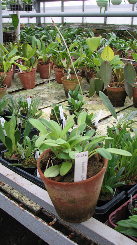 Фото орхидеи Masdevallia notosibirica с цветоносами